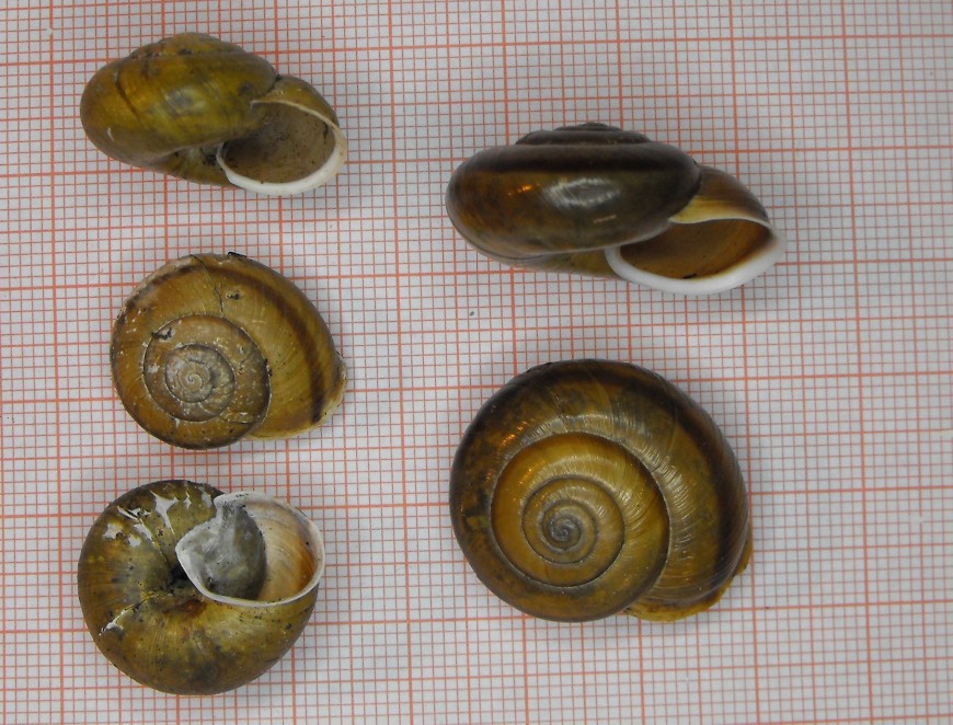 Chilostoma sp.